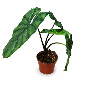 Алоказия Хетерофилла Коразон (Alocasia heterophylla 'Corazon') д8 3362 фото