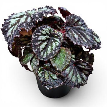 Бегония Фаер Воркс (Begonia 'Fireworks') д12 3244 фото