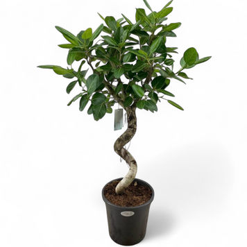 Фікус Бенгальський (Ficus Benghalensis) д31 2886 фото