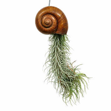 Тілландсія Функціана (Tillandsia funckiana) 3293 фото