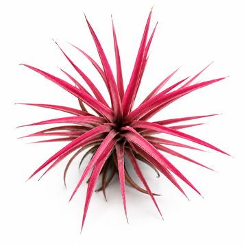 Тилландсия Ионанта Ред (Tillandsia ionantha &lsquo;Red&rsquo;) 3411 фото