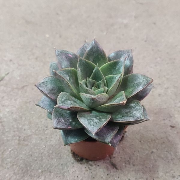 452 фото
