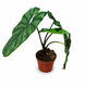 Алоказия Хетерофилла Коразон (Alocasia heterophylla 'Corazon') д8 3362 фото 1