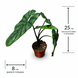 Алоказия Хетерофилла Коразон (Alocasia heterophylla 'Corazon') д8 3362 фото 2
