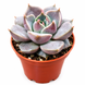 Ехеверія Марсік (Echeveria Marsik) д5.5  3516 фото 1