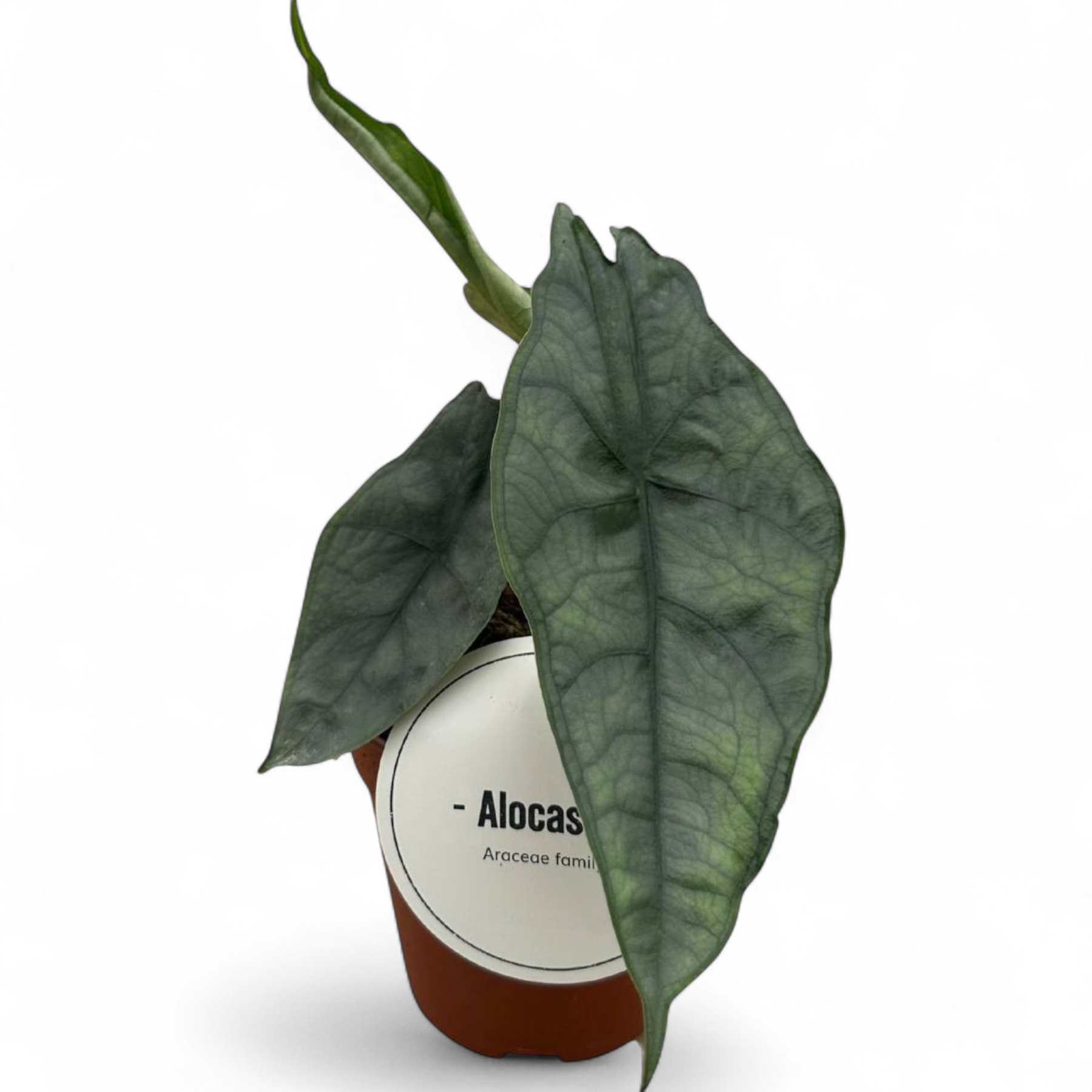 alokaziia-drahon-bref-alocasia