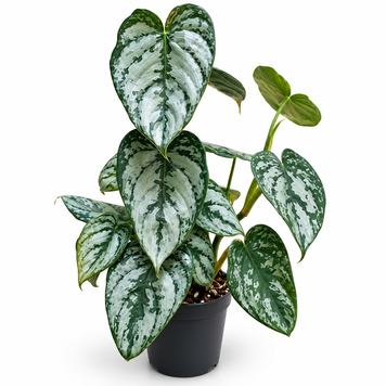 Филодендрон Брандианум (Philodendron brandtianum) д12 603 фото