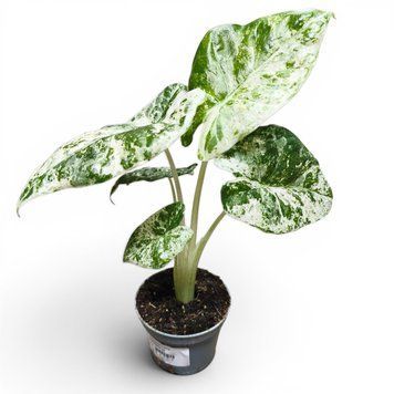 Алоказія Одора Варієгата (Alocasia odora Variegata) д6 3245 фото