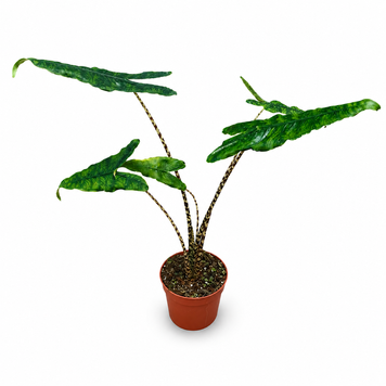 Алоказия Ретикулата (Alocasia reticulata) д10.5 3363 фото
