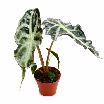 Алоказія Веном (Alocasia &lsquo;Venom&rsquo;) д8 3412 фото