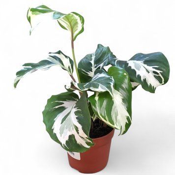 Калатея Фьюжн Уайт (Calathea Fusion White) д7 2384 фото
