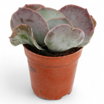 Котиледон Индулата (Cotyledon undulata) д5.5  2840 фото