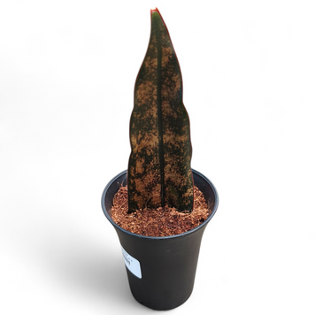 Сансев'єрія Стар Каньйон Граніт (Sansevieria &lsquo;Star Canyon Granite&rsquo;) д7 3133 фото