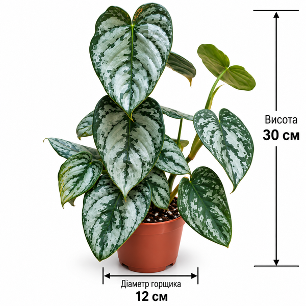Філодендрон Брандіанум (Philodendron brandtianum) д12 603 фото
