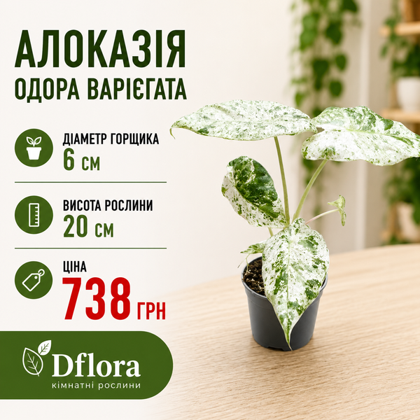 Алоказія Одора Варієгата (Alocasia odora Variegata) д6 3245 фото