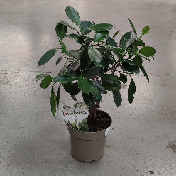 Фикус Майя (Ficus 'Maya') д12 2195 фото