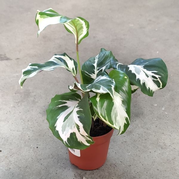 Калатея Фьюжн Уайт (Calathea Fusion White) д7 2384 фото