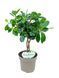 Фикус Майя (Ficus 'Maya') д12 2195 фото 1