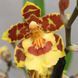 copy_Орхідея Камбрія (Cymbidium) copy_2328 фото 1