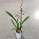 copy_Орхідея Камбрія (Cymbidium) copy_2328 фото 2