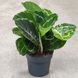 Калатея Розиопикта Грин д7 2720 фото 3