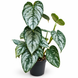 Філодендрон Брандіанум (Philodendron brandtianum) д12 603 фото 1