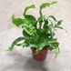 1003 фото 1