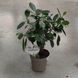 Фикус Майя (Ficus 'Maya') д12 2195 фото 2