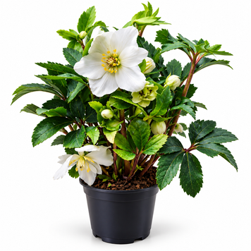 Хеллеборус (Helleborus) д12 331 фото