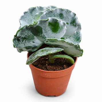 Котиледон Ундулата (Cotyledon undulata) д7 1658 фото