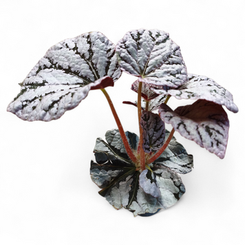 Бегонія Сільвер Лейц (Begonia &lsquo;Silver Lace&rsquo;) д6 3134 фото