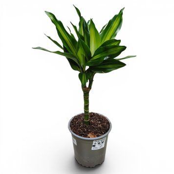 Драцена Чінто (Dracaena cincta) д12 3246 фото