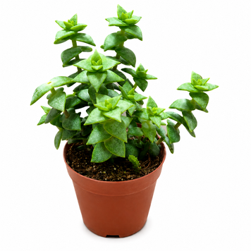 Крассула Перфората Грін (Crassula perforata &lsquo;Green&rsquo;) д9 3413 фото