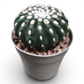 Нотокактус Убельманіанус Інерміс (Notocactus uebelmannianus inermis) 3183 фото