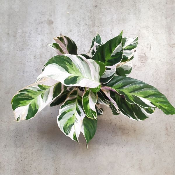Калатея Ф'южн Уайт (Calathea Fusion White)  508 фото