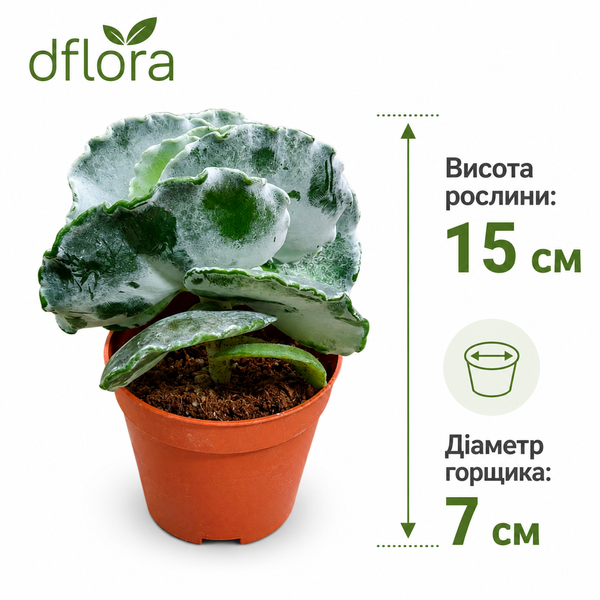 Котиледон Ундулата (Cotyledon undulata) 1658 фото