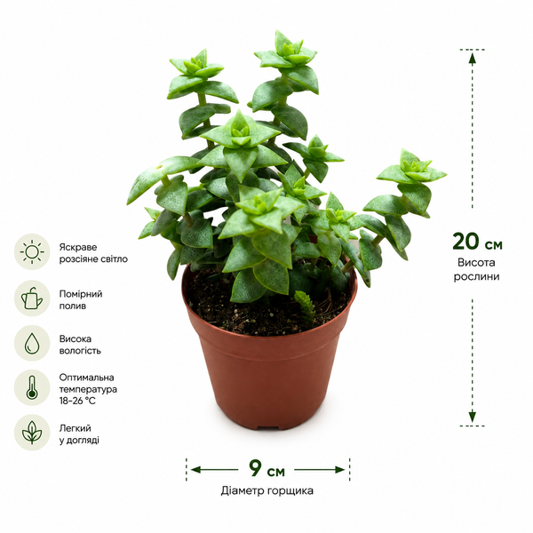 Крассула Перфората Грін (Crassula perforata &lsquo;Green&rsquo;) д9 3413 фото