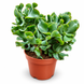 Крассула Арборесценс (Crassula arborescens) д12 1188 фото 1