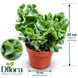 Крассула Арборесценс (Crassula arborescens) д12 1188 фото 2