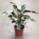 Калатея Ф'южн Уайт (Calathea Fusion White)  508 фото 2