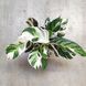Калатея Ф'южн Уайт (Calathea Fusion White)  508 фото 4