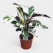 Калатея Ф'южн Уайт (Calathea Fusion White)  508 фото 1