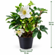 Хеллеборус (Helleborus) д12 331 фото 2