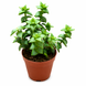Крассула Перфората Грін (Crassula perforata &lsquo;Green&rsquo;) д9 3413 фото 1