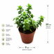 Крассула Перфората Грін (Crassula perforata &lsquo;Green&rsquo;) д9 3413 фото 2