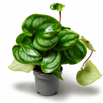 Пеперомия Аргирея (Peperomia argyreia) 3365 фото