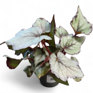 Бегония Арктик Бриз (Begonia &lsquo;Arctic Breeze&rsquo;) д6 3135 фото