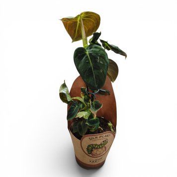 Філодендрон Меланохризум (Philodendron melanochrysum) д11 3185 фото