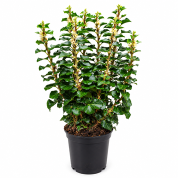 Плющ Хелікс Еректа (Hedera helix Erecta) 3519 фото