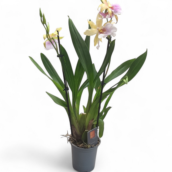 Орхідея Камбрія (Cymbidium) 2424 фото